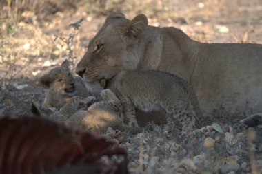 Güney Afrika 'daki Kruger Park' ta annesiyle birlikte aslan yavrusu.