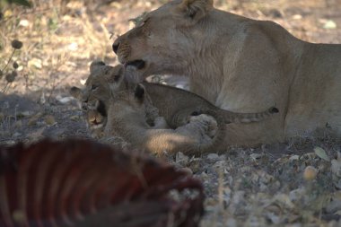 Hayvanat bahçesindeki aslan