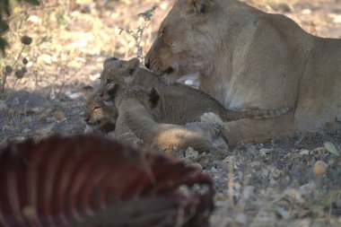 Aslanlar otlarla beslenir.