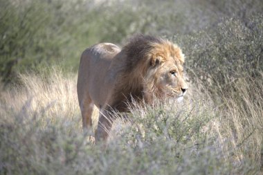 Erkek aslan çimlerde