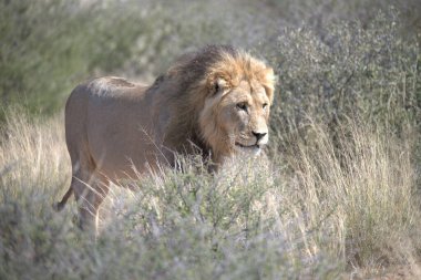 Kenya savanındaki aslan