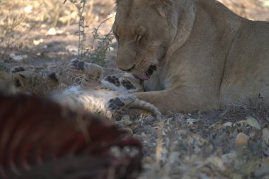 Kruger Ulusal Parkı, Güney Afrika 'daki genç aslanlar