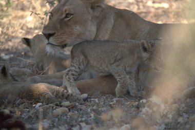 Aslan yavruları anneleriyle oynuyorlar.