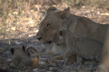 Güney Afrika 'daki Kruger Ulusal Parkı' nda annesiyle oynayan aslan yavrusu.