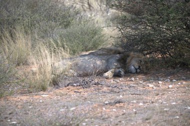 Bir aslanın kumdaki yakın çekimi.