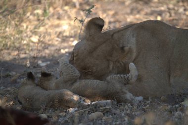 Aslan ailesi Hayvanat Bahçesi.