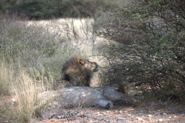 Afrikalı vahşi hayvanlar, doğa...