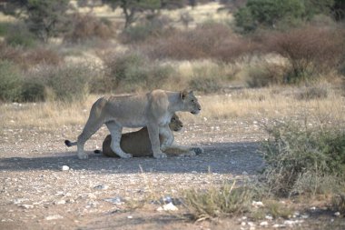 Otların arasında oynayan aslan yavrusu