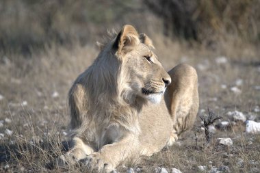 Aslan etkin ulusal park, Namibya