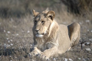 Kenya savanındaki aslan