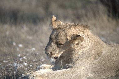 Kenya savanındaki aslan