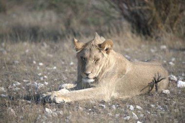 Kenya bozkırında dişi aslan.