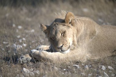 Afrika 'nın bozkırındaki aslan