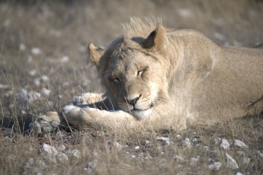 Orta Doğu 'daki Kenya savanındaki aslan.