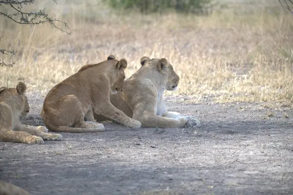Birlikte oynayan aslan yavruları