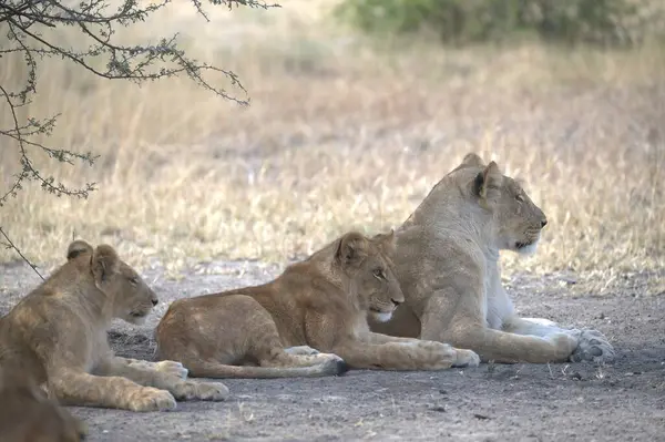 Aslan ailesi çimlerde