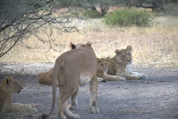 Parktaki dişi aslan.