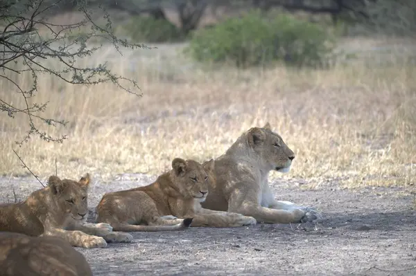 Savanadaki bir grup aslan.
