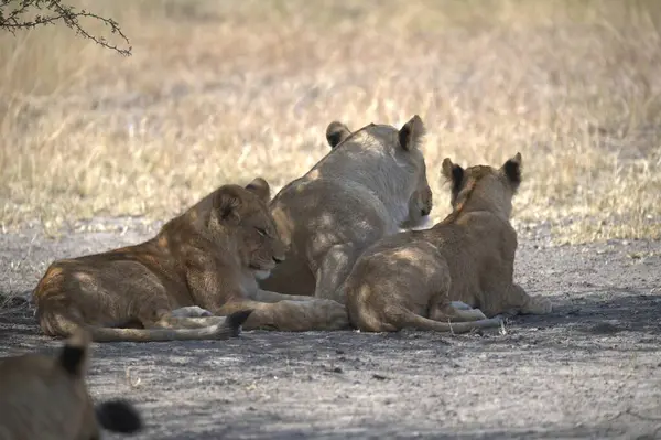 Savannah 'da aslan ailesi