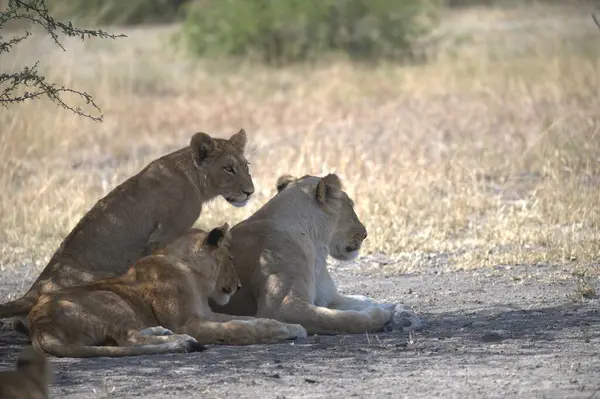Genç bir aslan yavrusu çimenlerde yatıyor.