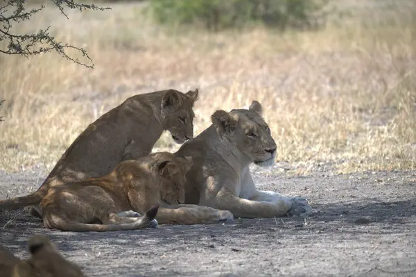 Aslan yavrusu çimlerin üzerinde dinleniyor.