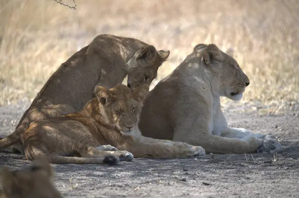 Güney Afrika 'da safaride aslanlar