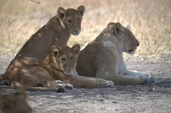 Aslanlar etkin Ulusal Parkı