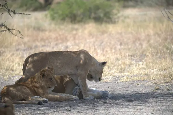 Aslan yavrusu kuru çimenlerde yatıyor.