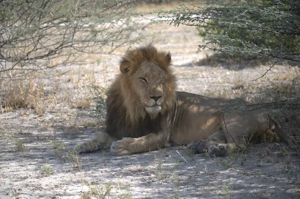 Afrika erkek aslanı, Panthera leo erkek, yetişkin