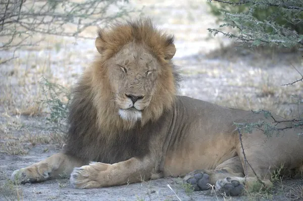 Kenya savanındaki aslan