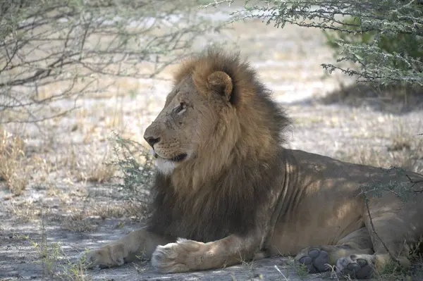 Afrika aslanı, vahşi yaşam.
