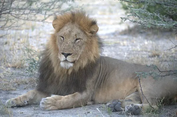 Hayvanat bahçesindeki aslan