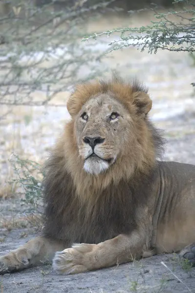 Aslan çimenlerde uzanıyor.