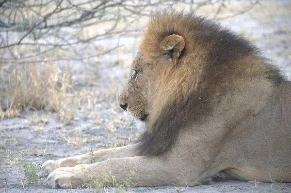 Aslan yerde yatıyor.