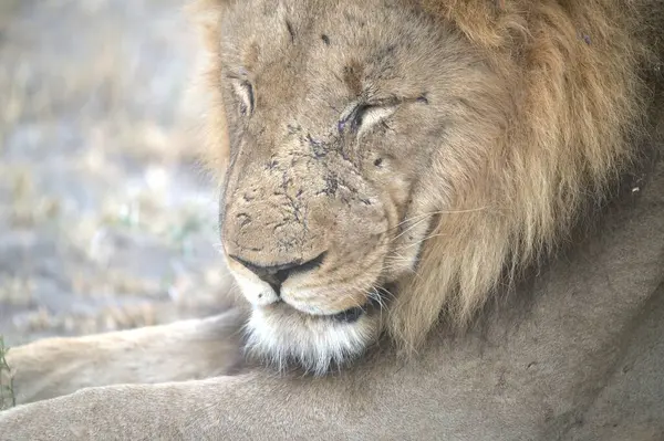 Doğada bir aslanın portresi