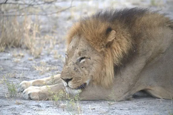 Vahşi Afrika aslanı.