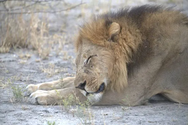 Hayvanat bahçesindeki aslan