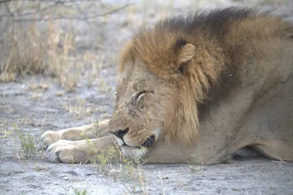 Afrika 'nın bozkırındaki aslan