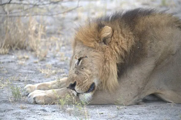 Bir erkek aslan bozkırda kumların üzerinde yatıyor.