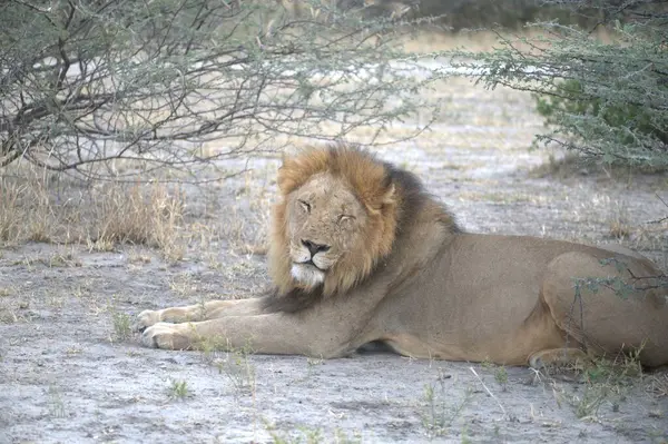 Kuru bir çalılıkta yatan aslan.