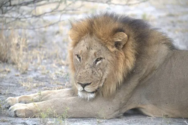 Afrika 'nın bozkırındaki aslan