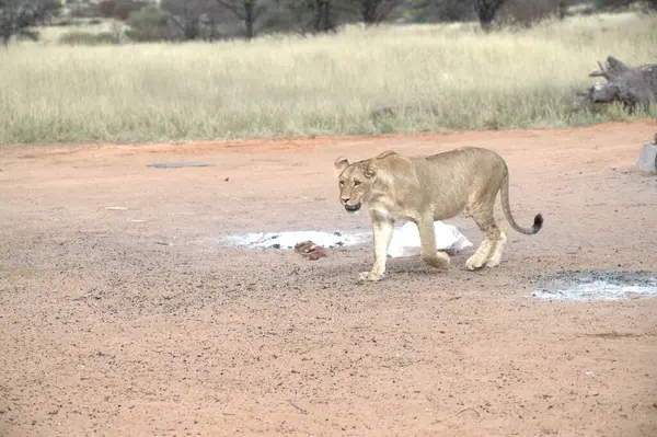 Afrika bozkırlarında bir aslan yürüyor.