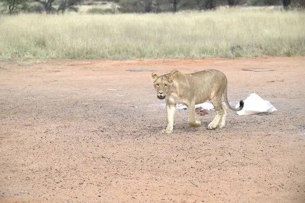 Afrika bozkırında beyaz bir aslan.