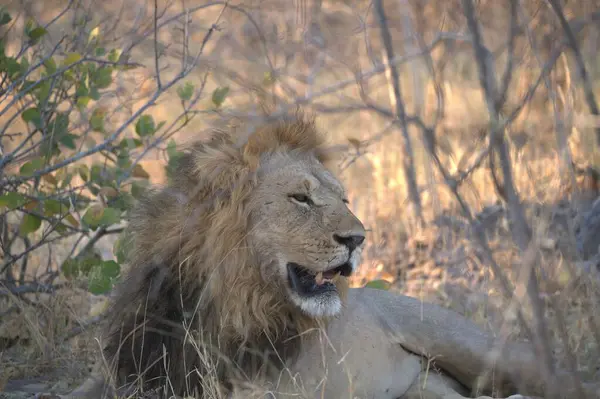 Afrika 'nın güneyindeki Kruger Park' taki aslan.