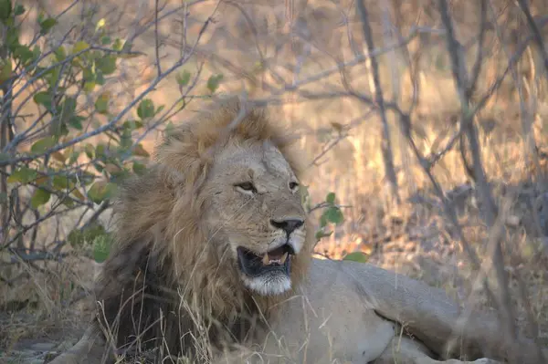 Kenya savanındaki aslan