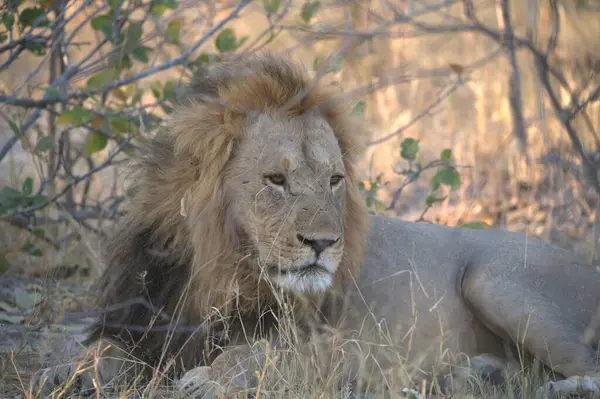 Çimlerde bir erkek aslan