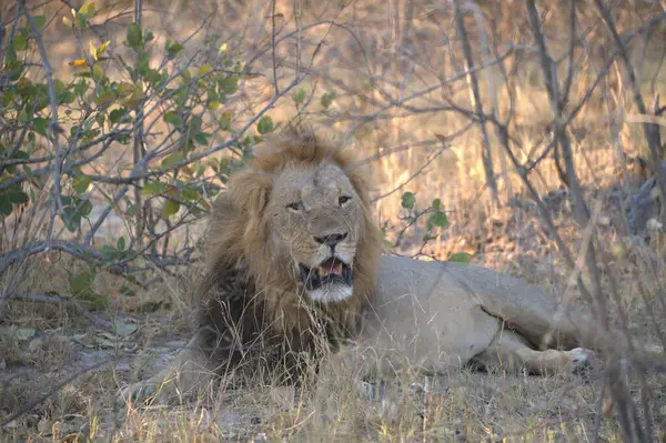 Aslan güneşte yatıyor
