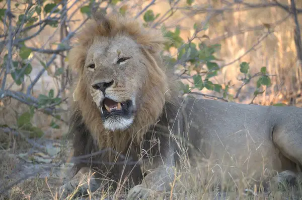 Savanadaki erkek aslanlar