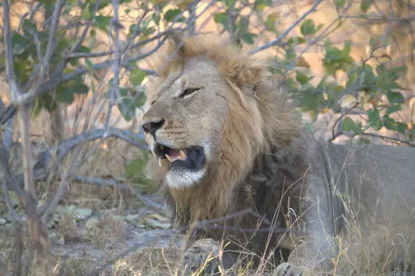 Güney Afrika 'daki Kruger Ulusal Parkı' nda Aslan