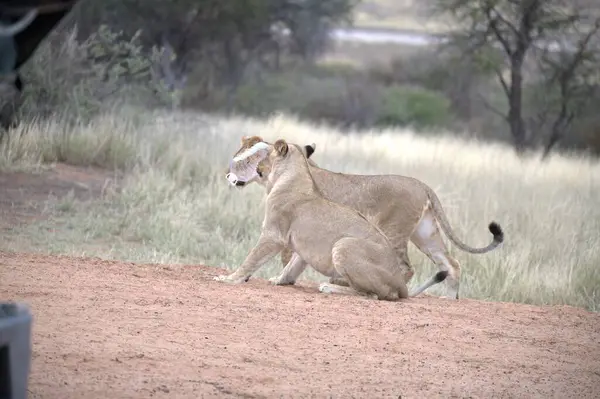 Güney Afrika 'da dişi aslan yolda.